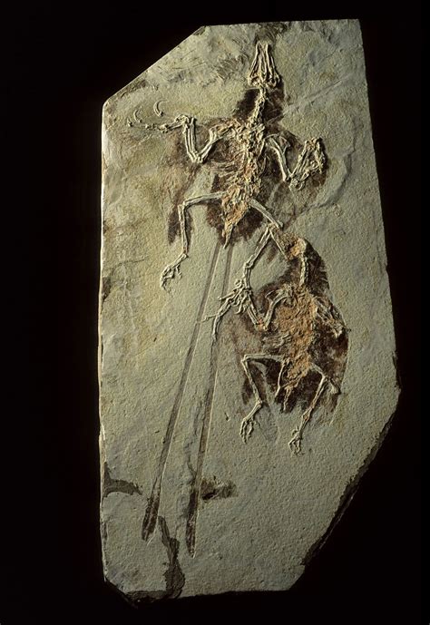 fossils from liaoning.